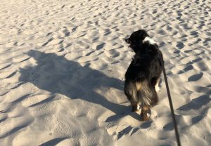 Dog and her shadow